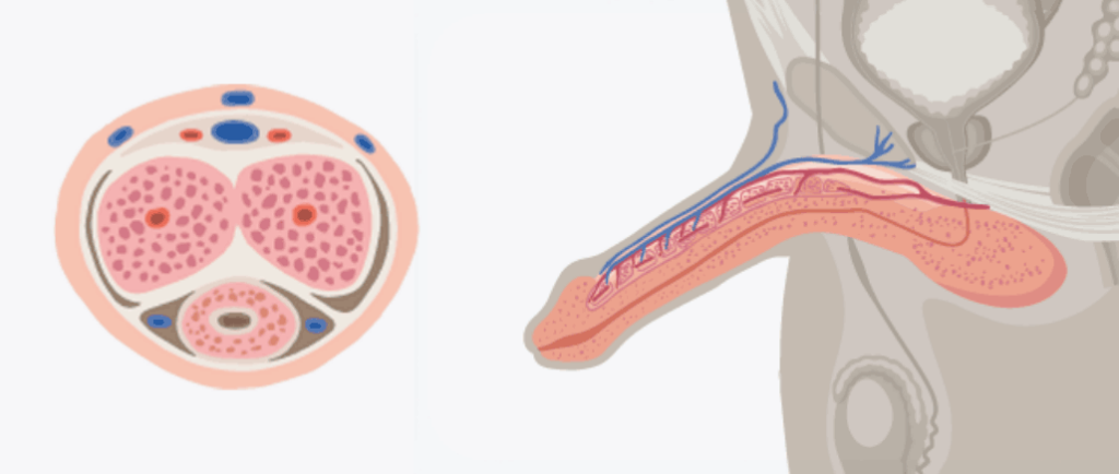 Illustration of a partially erect penis