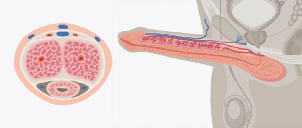 Illustration of a fully erect penis