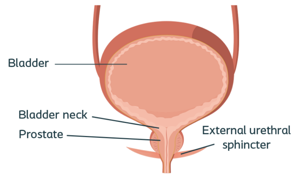 cpmh_sui_normal-prostate