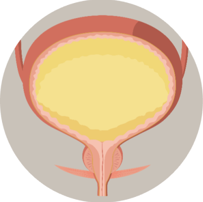 cpmh_sui_urinary-system_2